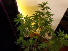 IMG_20200721_231154.jpg