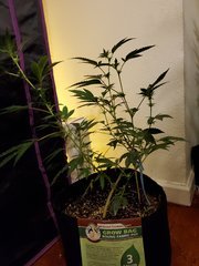 IMG_20200721_231530.jpg