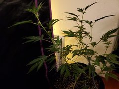 IMG_20200721_231538.jpg