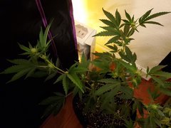 IMG_20200721_231545.jpg