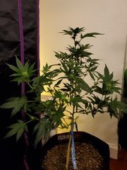 IMG_20200721_232048.jpg