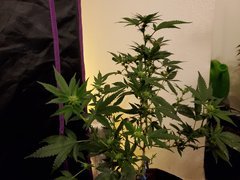 IMG_20200721_232054.jpg