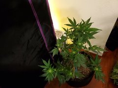 IMG_20200721_232106.jpg