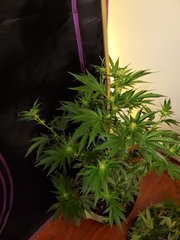 IMG_20200721_232645.jpg