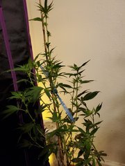 IMG_20200721_233023.jpg