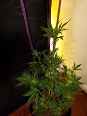 IMG_20200721_233031.jpg