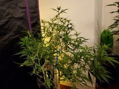 IMG_20200721_234602.jpg