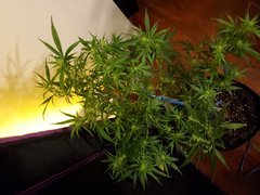 IMG_20200721_234609.jpg
