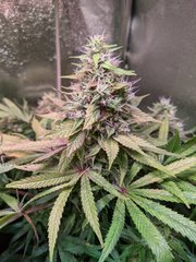 Tangie - Crockett Family Farm