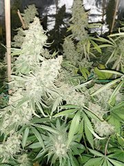 IMG_20200722_205154.jpg