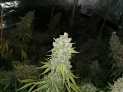 IMG_20200722_205211.jpg