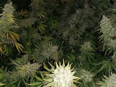 IMG_20200722_205219.jpg