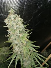 IMG_20200722_205307.jpg
