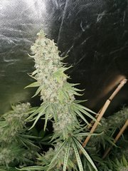 IMG_20200722_205311.jpg