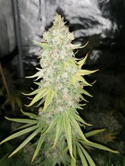 Gorilla Breath (HSO) - Moby Dick (Dinafem)