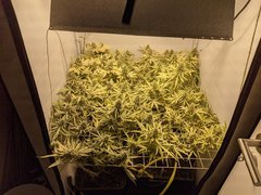 IMG_20200723_184349.jpg