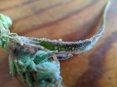 IMG_20200724_104149.jpg