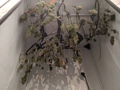 IMG_20200724_205236.jpg