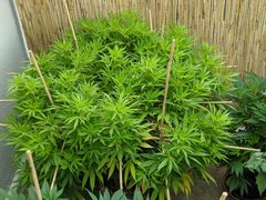 IMG_20200725_140018.jpg