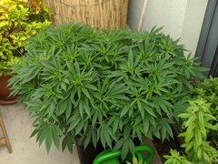 IMG_20200725_140038.jpg