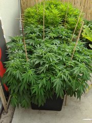IMG_20200725_140115.jpg