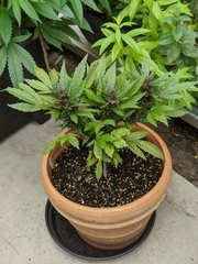 IMG_20200725_140217.jpg