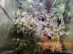 IMG_20200726_180644.jpg