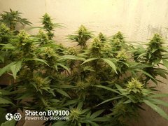 IMG_20200729_214514_6