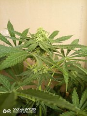 IMG_20200729_214616_0
