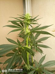 IMG_20200729_214626_6