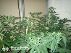 IMG_20200730_092007_9.jpg