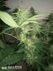 IMG_20200730_092032_6.jpg