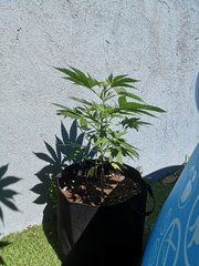 Dinamed CBD +