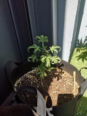 Dinamed kush auto