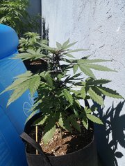 Dinamed Kush auto