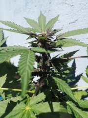 Dinamed Kush auto