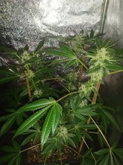 IMG_20200731_121548.jpg