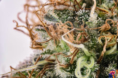 montageweed.jpg