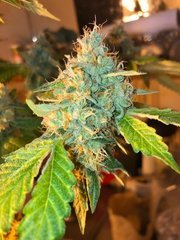 alien OG