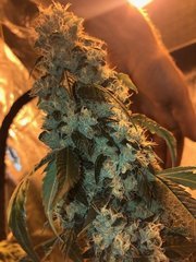 00 MotorBreath#15 x Sour Diesel