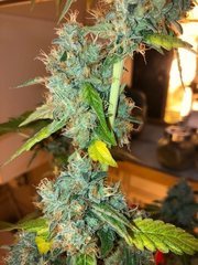 alien OG
