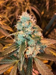 01MotorBreath#15 x Sour Diesel