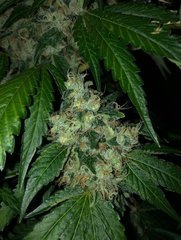02 wedding Cake x Sour Diesel