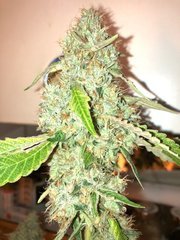 alien OG