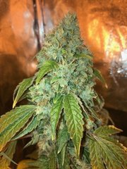 03 wedding Cake x Sour Diesel