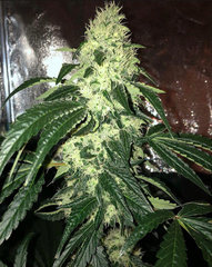 Wedding Cake x Sour Diesel