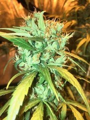 04 A5 haze s1 #4