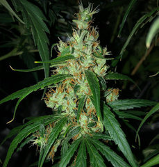 A5 haze #4