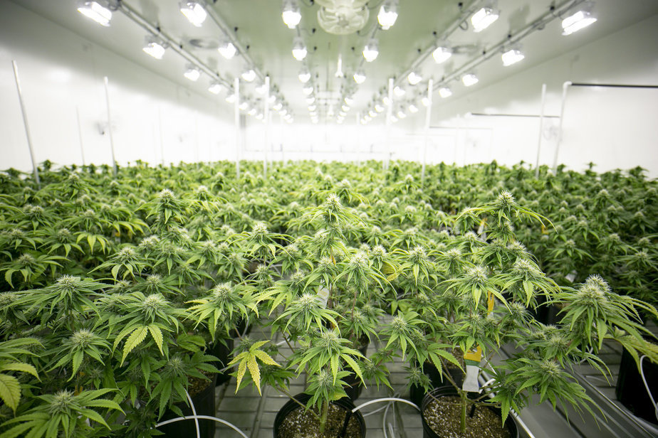 Aurora Cannabis ferme sa production au Québec