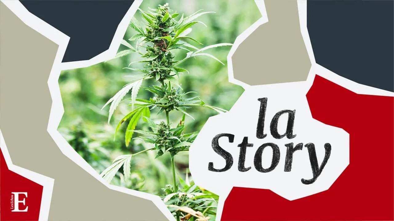 Cannabis, la ruée vers l'herbe